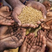 Handen met graankorrels.jpg