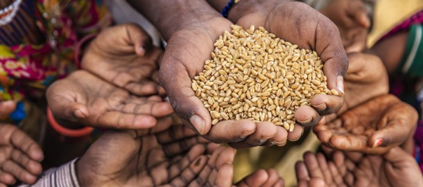 Handen met graankorrels.jpg